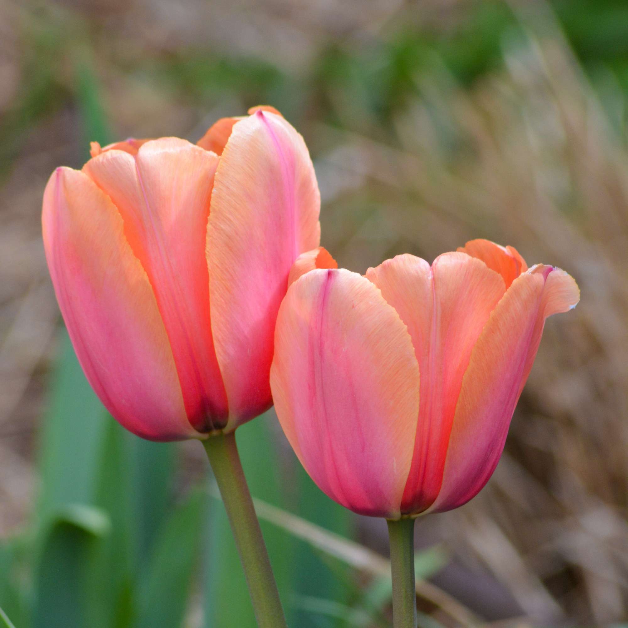 Tulpe 'Apricot Impression'